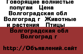 Говорящие волнистые попугаи › Цена ­ 500 - Волгоградская обл., Волгоград г. Животные и растения » Птицы   . Волгоградская обл.,Волгоград г.